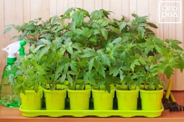 Выращивание рассады томатов без пикировки 