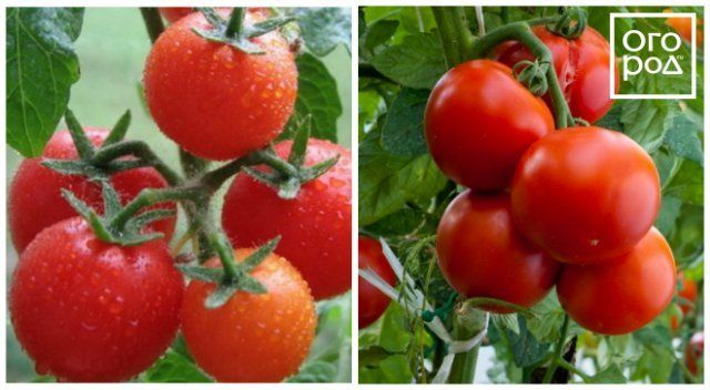 12 скороспелых сортов томатов, которые можно сеять в апреле-мае 