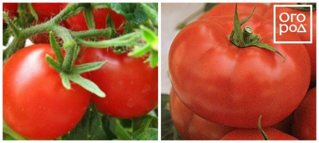 12 скороспелых сортов томатов, которые можно сеять в апреле-мае 