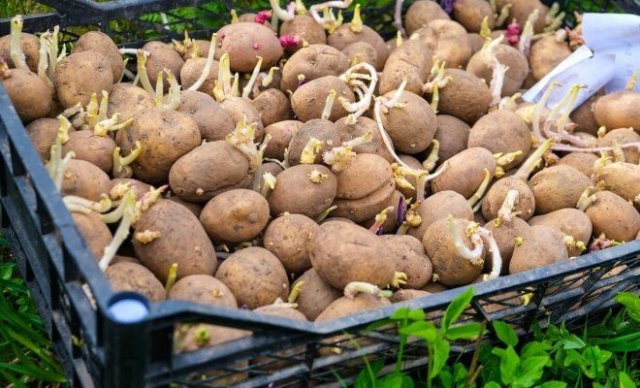 Как выбрать картофель для посадки 
