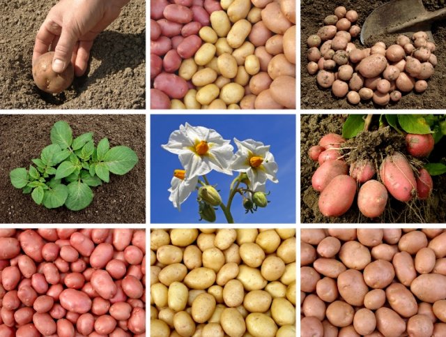 Своя картошка уже в июне: секреты раннего урожая 