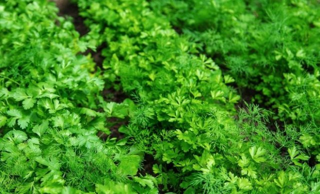 10 фатальных ошибок при выращивании зелени 