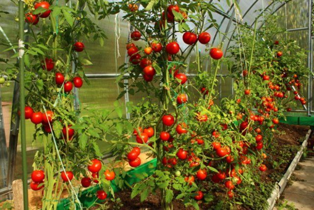 5 способов подвязки помидоров 