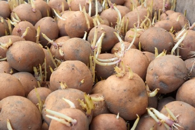 Готовим картофель к посадке: пошаговая инструкция 