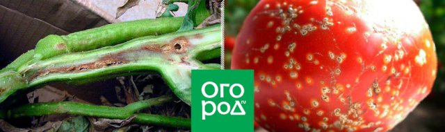 Определитель болезней томатов: фото, описание, меры борьбы и профилактика 