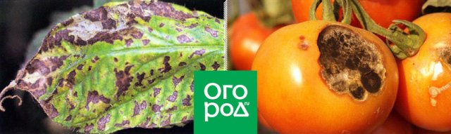 Определитель болезней томатов: фото, описание, меры борьбы и профилактика 
