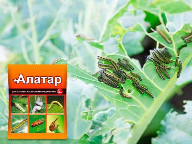 Гусеницы на капусте: 3 простых способа спасти урожай 