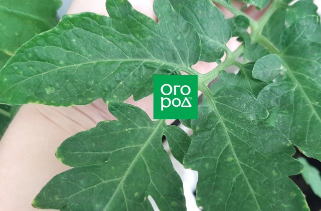 Оэдема томатов: фото и лечение "пупырышек" на листьях 