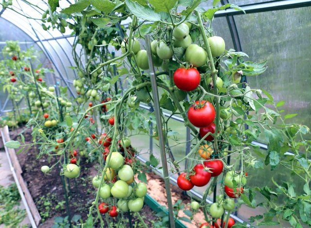 Как ускорить дозревание зеленых помидоров в домашних условиях 