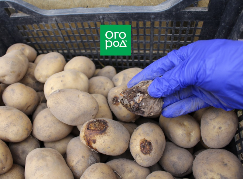 Как улучшить лежкость картофеля: 5 простых советов 