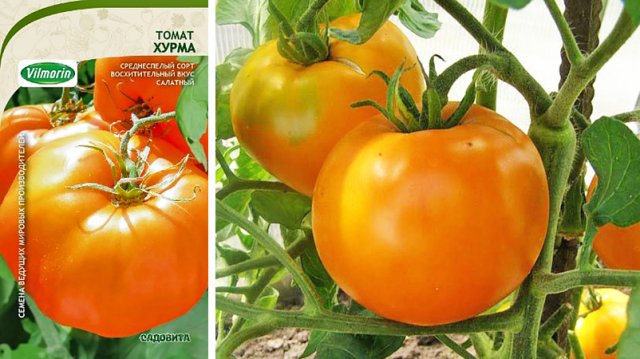 Обзор лучших сортов томата сезона 2023 