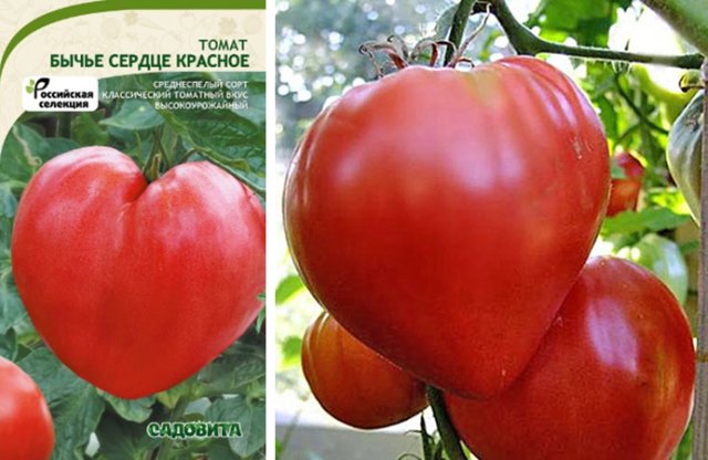 Обзор лучших сортов томата сезона 2023 