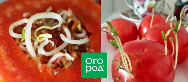 Семена проросли внутри томата – использовать плод или выбрасывать 