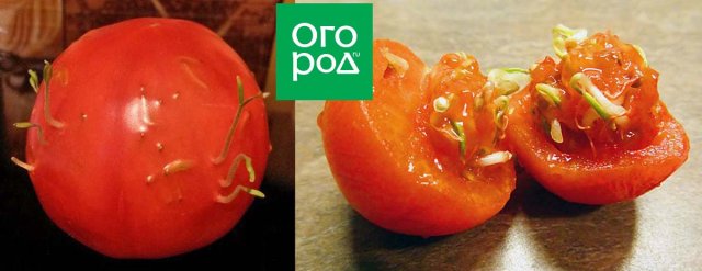 Семена проросли внутри томата – использовать плод или выбрасывать 