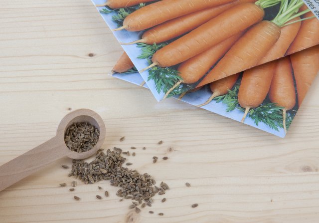 Подзимний посев моркови и свеклы: агротехника, сорта 
