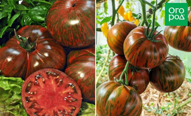 Самые сладкие сорта и гибриды томатов по итогу 2023 года 