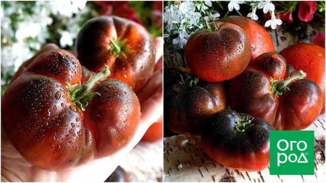 10 новых сортов томатов – такого вы еще не выращивали 