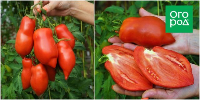 10 новых сортов томатов – такого вы еще не выращивали 