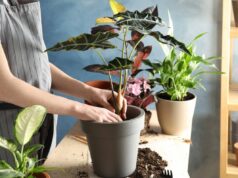Как правильно выбрать горшок для комнатных растений?