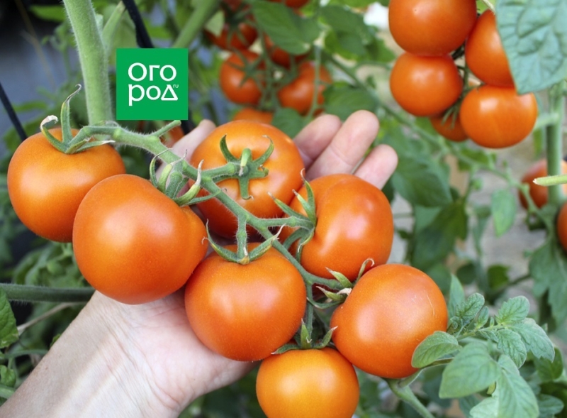 Выращивание томатов по Лунному календарю в 2024 году 