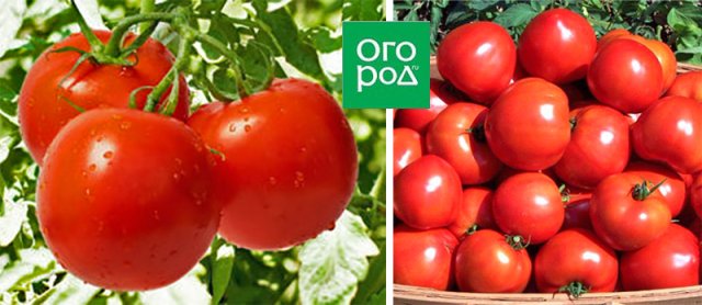 13 томатов, устойчивых к кладоспориозу 