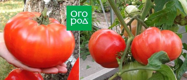 13 томатов, устойчивых к кладоспориозу 