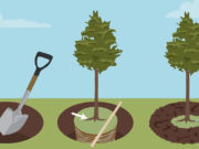 Как правильно посадить дерево?