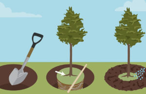 Как правильно посадить дерево?