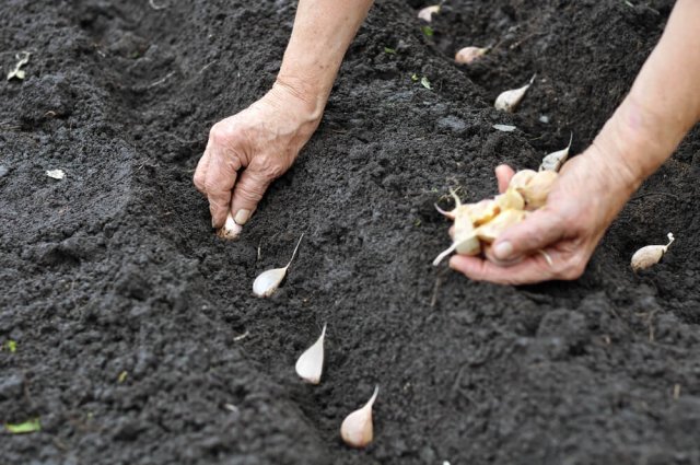 Выращивание ярового чеснока: сорта, уход, сложности 