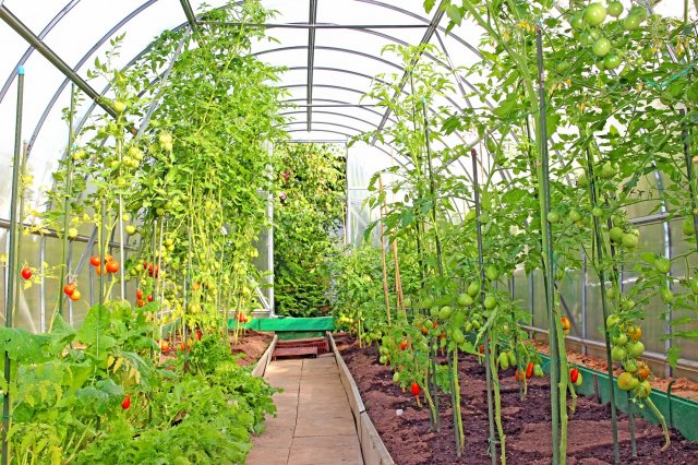 45 секретов небывалого урожая томатов 