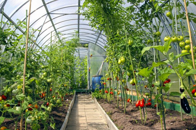 45 секретов небывалого урожая томатов 
