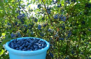 Как правильно выращивать садовую голубику ?