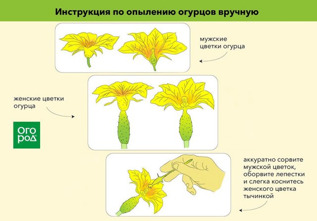 Как опылять томаты и огурцы вручную – простая инструкция