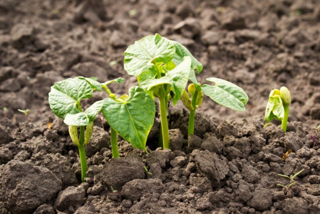 7 овощей, которые можно посеять в открытый грунт уже в апреле 