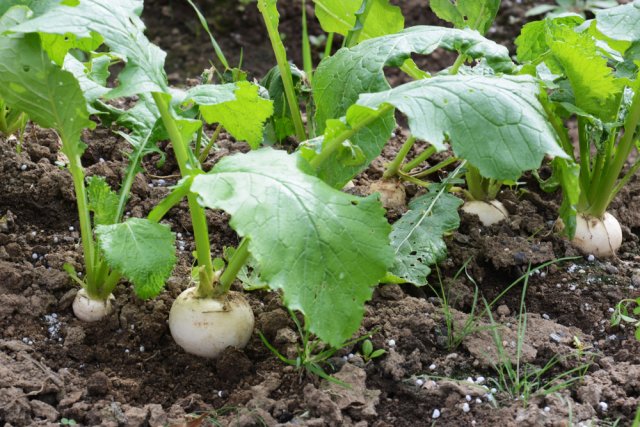 7 овощей, которые можно посеять в открытый грунт уже в апреле 