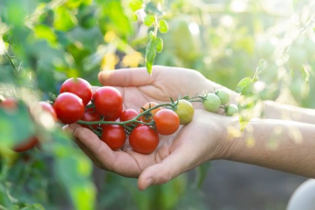 Что посадить после томатов, если растения болели 