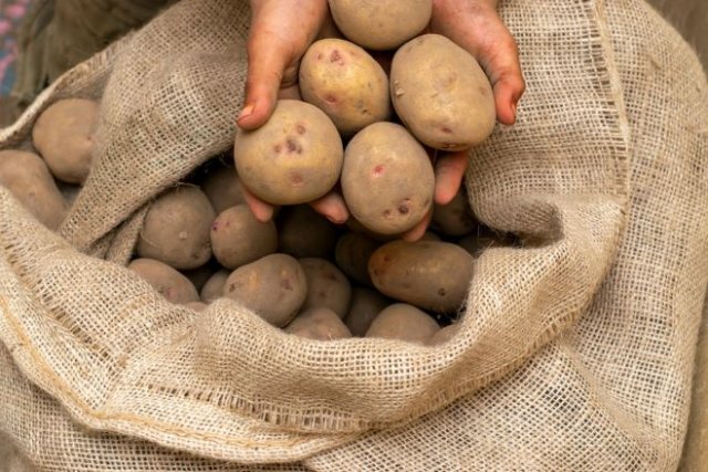 Что такое репродукция картофеля 