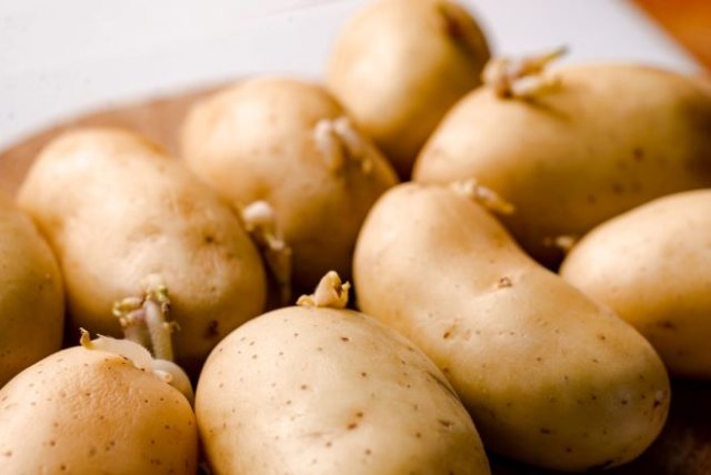 Что такое репродукция картофеля 
