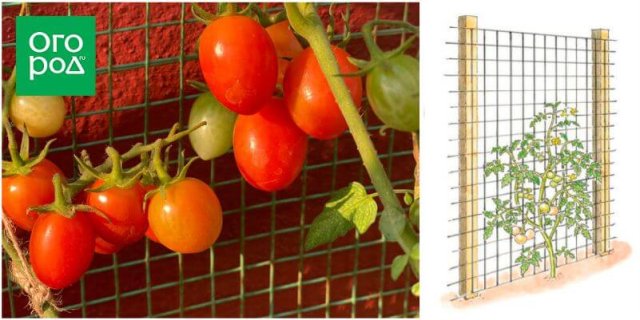 Как подвязать томаты: 3 популярных способа 