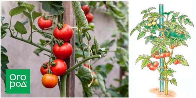 Как подвязать томаты: 3 популярных способа 