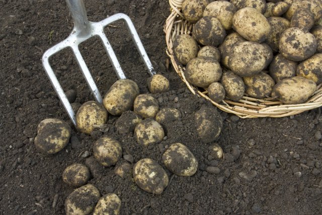 Как собрать 10 кг картофеля с 1 кв.м (выращивание по методу Квартальновой) 