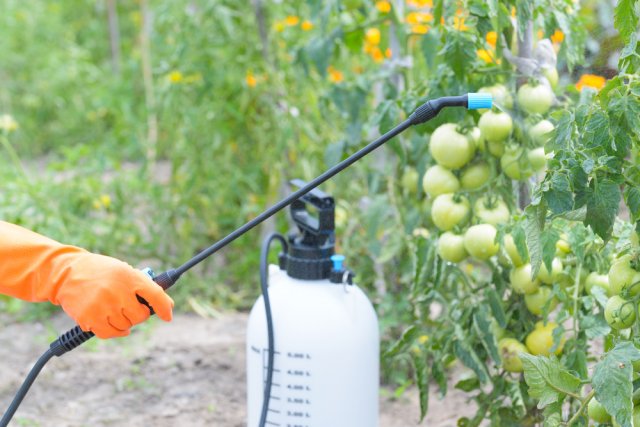 Как уберечь томаты от фитофтороза и кладоспориоза – 7 главных правил профилактики 