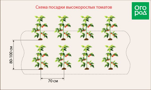 На каком расстоянии сажать помидоры в теплице и открытом грунте (схемы) 