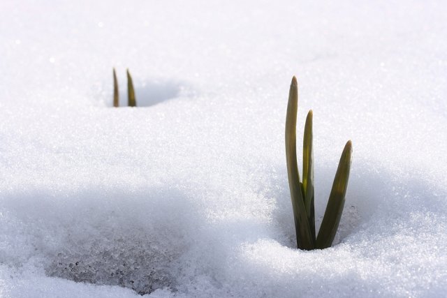 Посев по снегу – а есть ли смысл? 