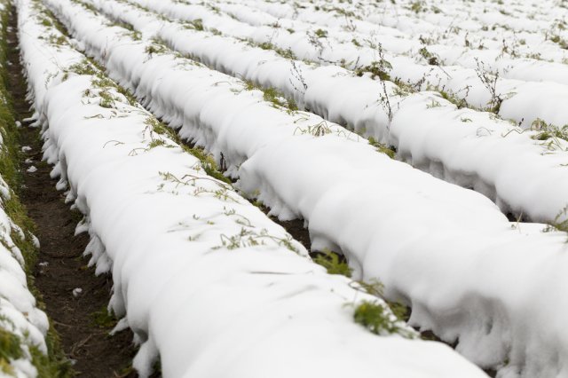 Посев по снегу – а есть ли смысл? 