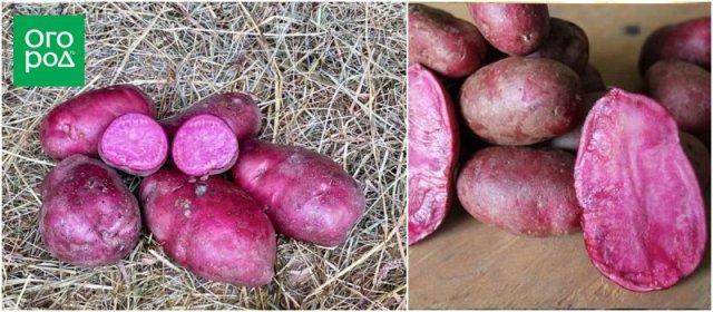 Самые яркие сорта картофеля: вкусно и красиво 