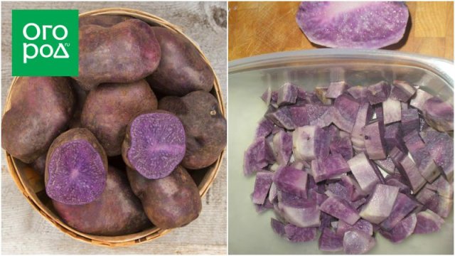 Самые яркие сорта картофеля: вкусно и красиво 