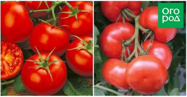 Сорта томатов, которые не надо пасынковать: 20 вариантов для ленивых дачников 
