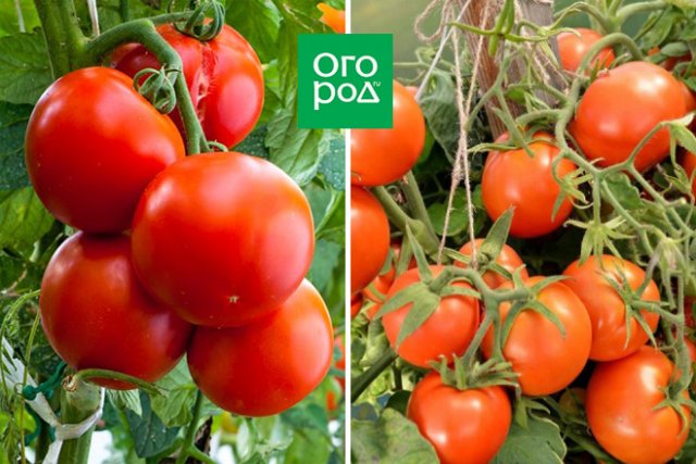 Сорта томатов, которые не надо пасынковать: 20 вариантов для ленивых дачников 