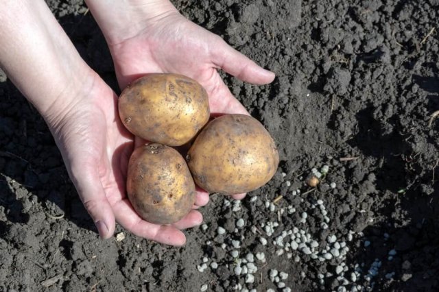Удобрения для картофеля – что внести в грунт при посадке 